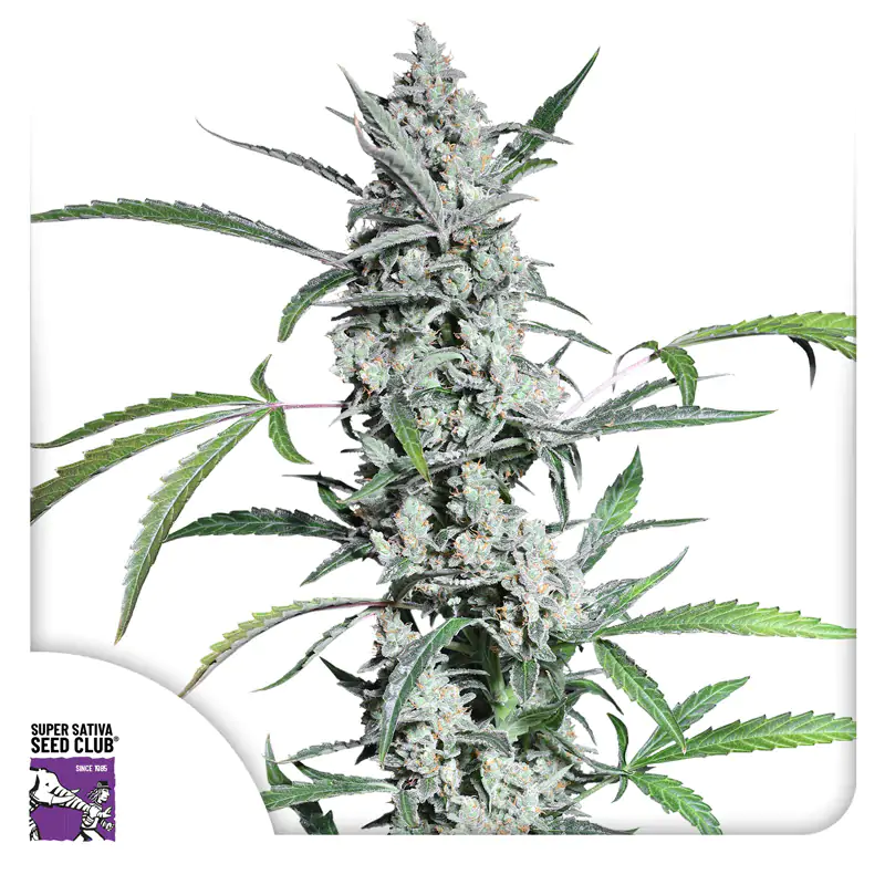 Fat Pete’s Cookies Auto® - Imagem 5