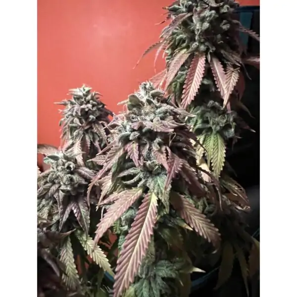 Strawberry Cookies - Imagem 4