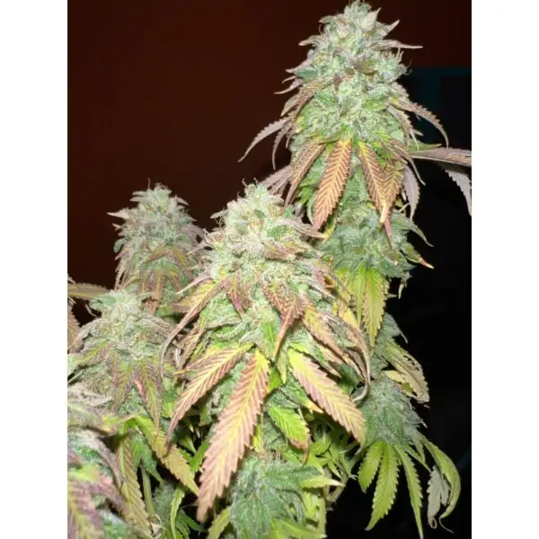 Strawberry Cookies - Imagem 5