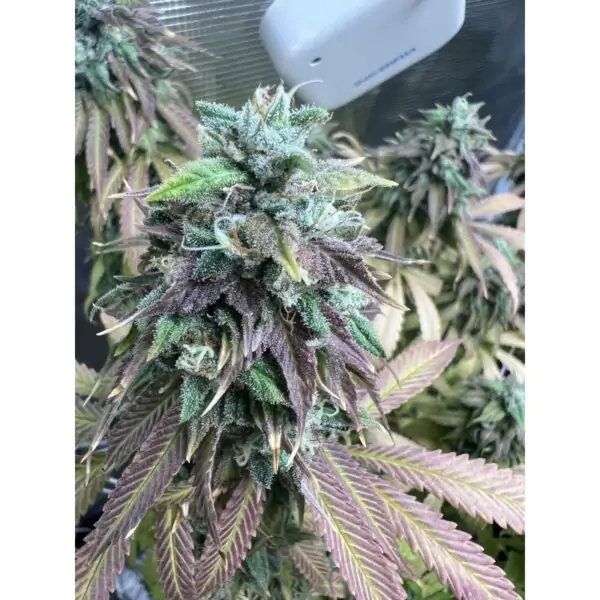 Strawberry Cookies - Imagem 8