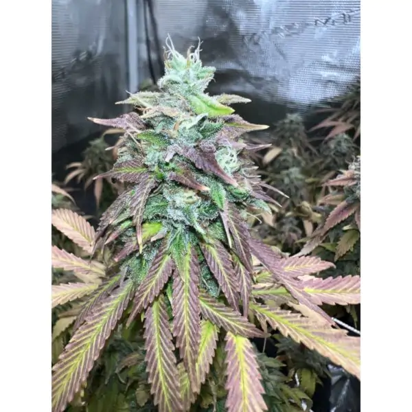 Strawberry Cookies - Imagem 9