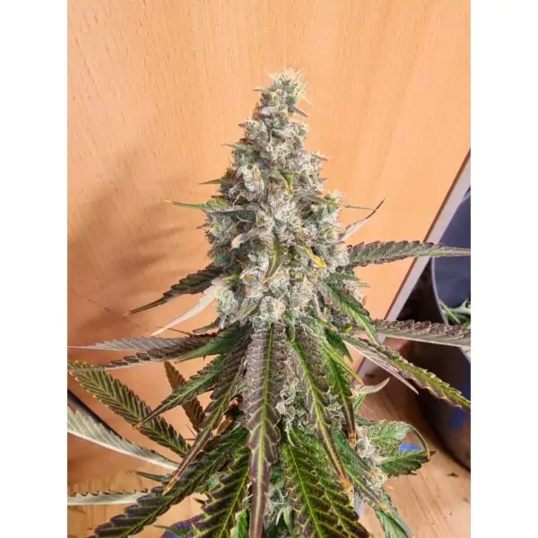 Strawberry Cookies - Imagem 10