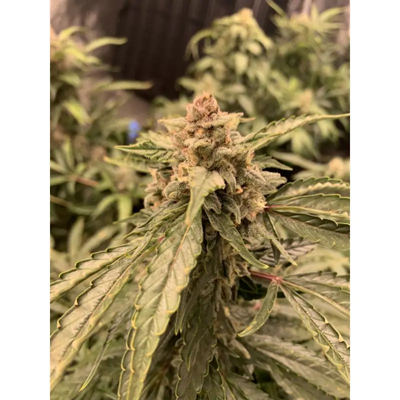 Auto Sweet Bourbon Kush - Imagem 2
