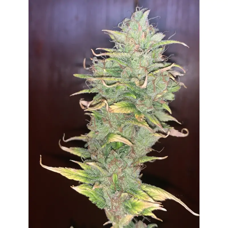 Auto Sweet Bourbon Kush - Imagem 3