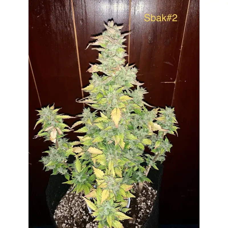 Auto Sweet Bourbon Kush - Imagem 4