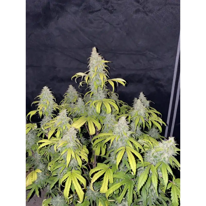 Auto Sweet Bourbon Kush - Imagem 5