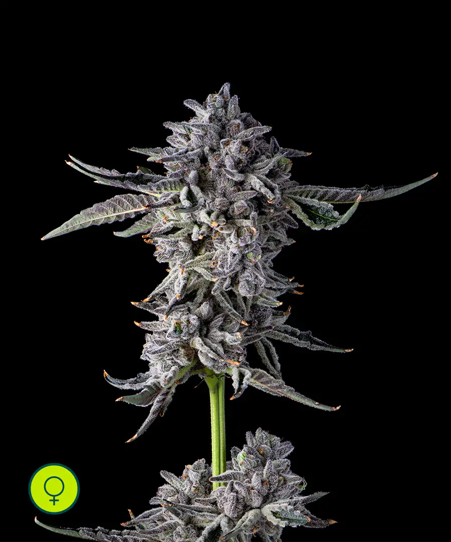 Candy Bezels Compound Genetics