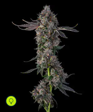 Candy Packz Compound Genetics