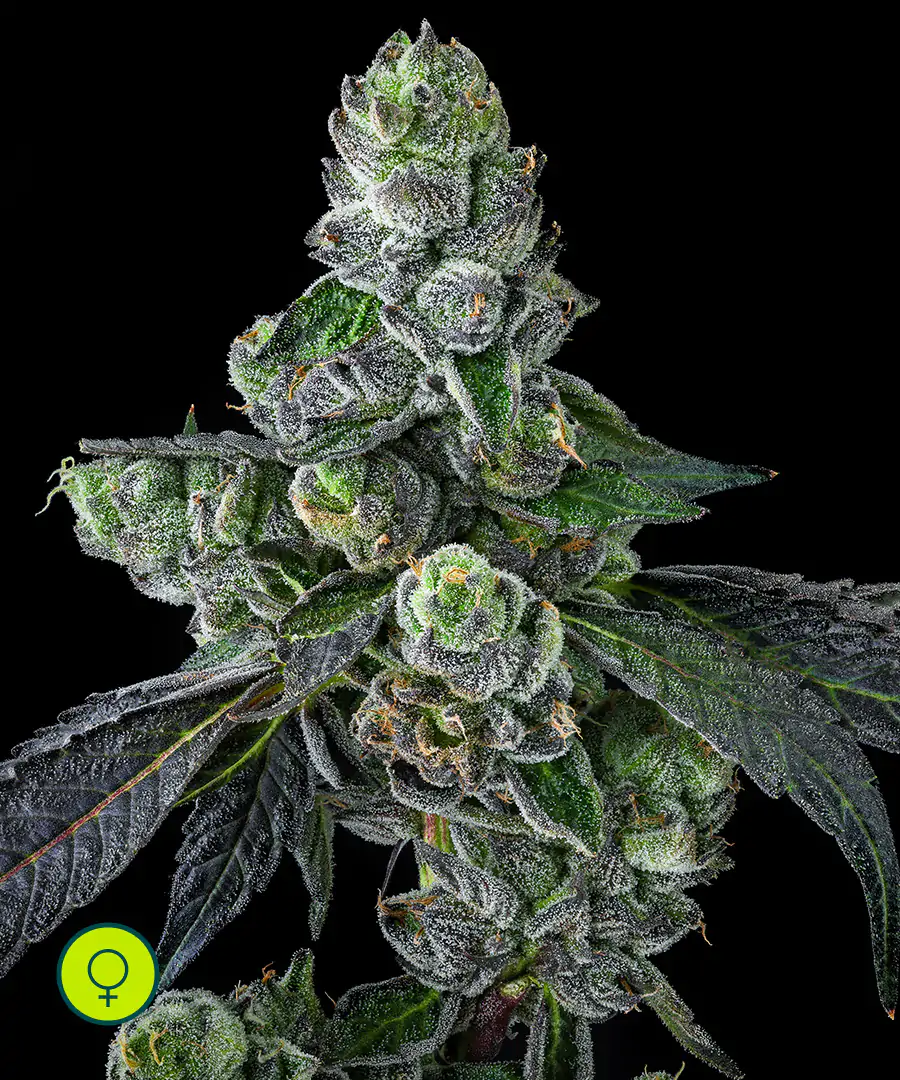 Goofiez² Compound Genetics