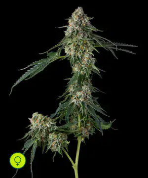 Honeycomb Pave Compound Genetics