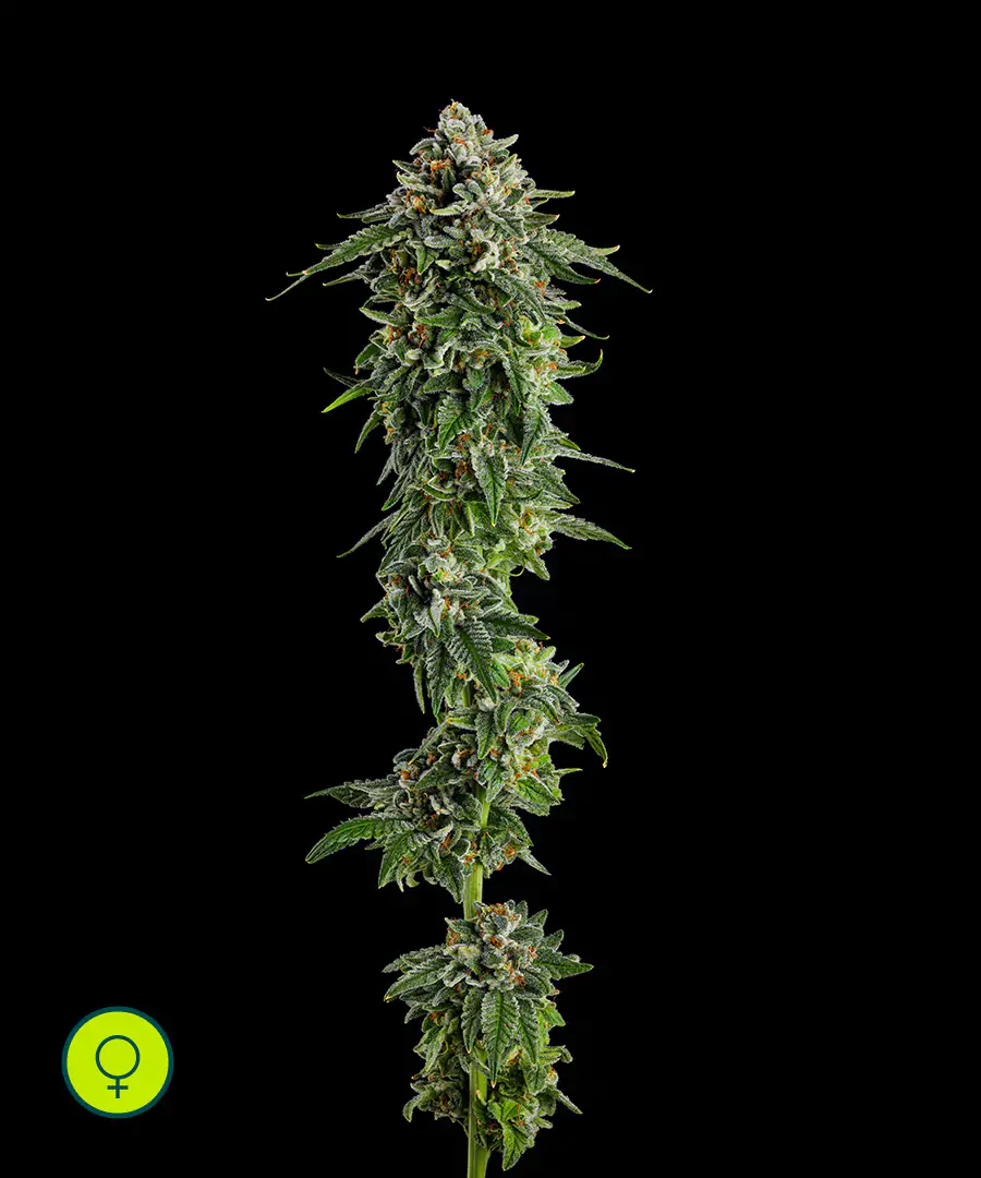 Jet Puft Compound Genetics