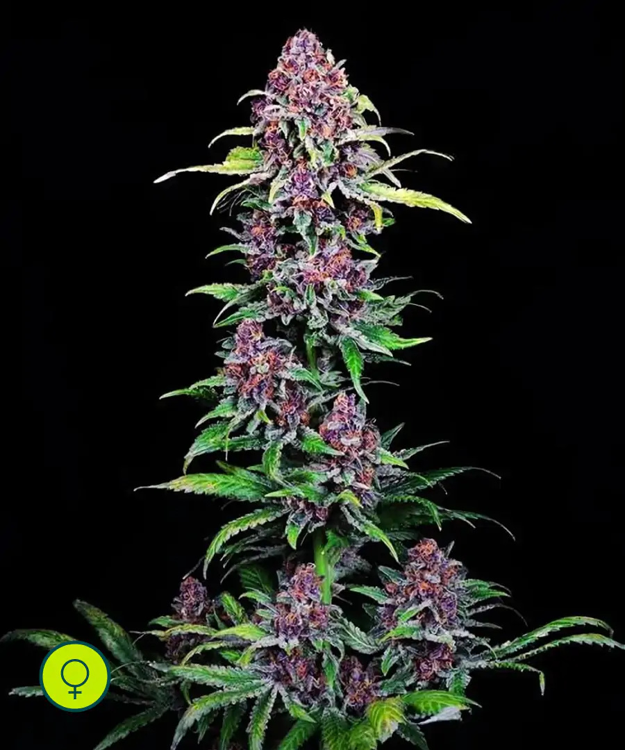 NYC Vapor Compound Genetics