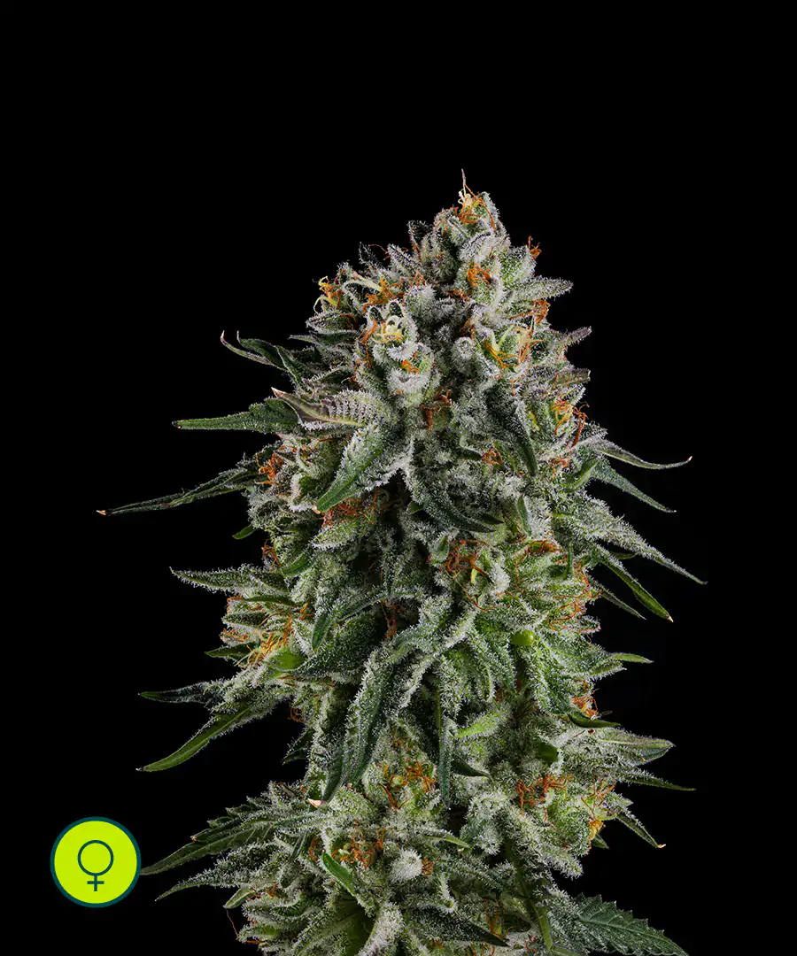 OC Oranges Compound Genetics