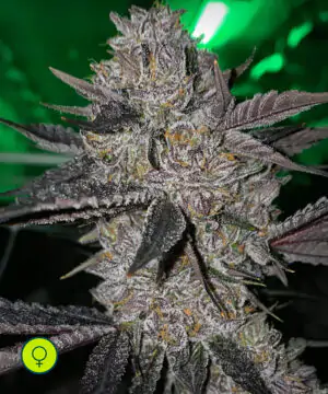 Platinum Pave Compound Genetics