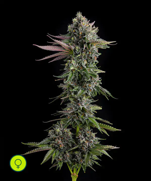 Puffinz Compound Genetics