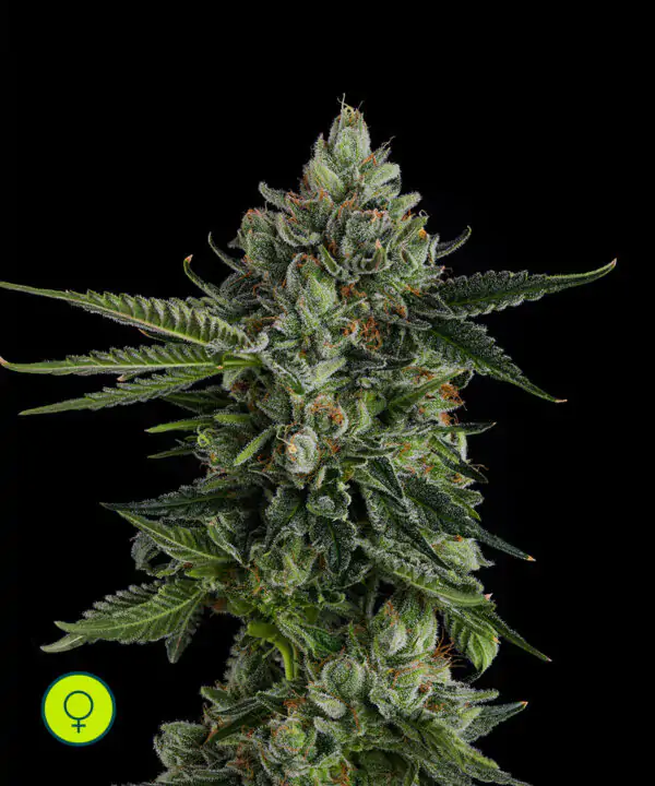 Rose Gold Rackz Compound Genetics