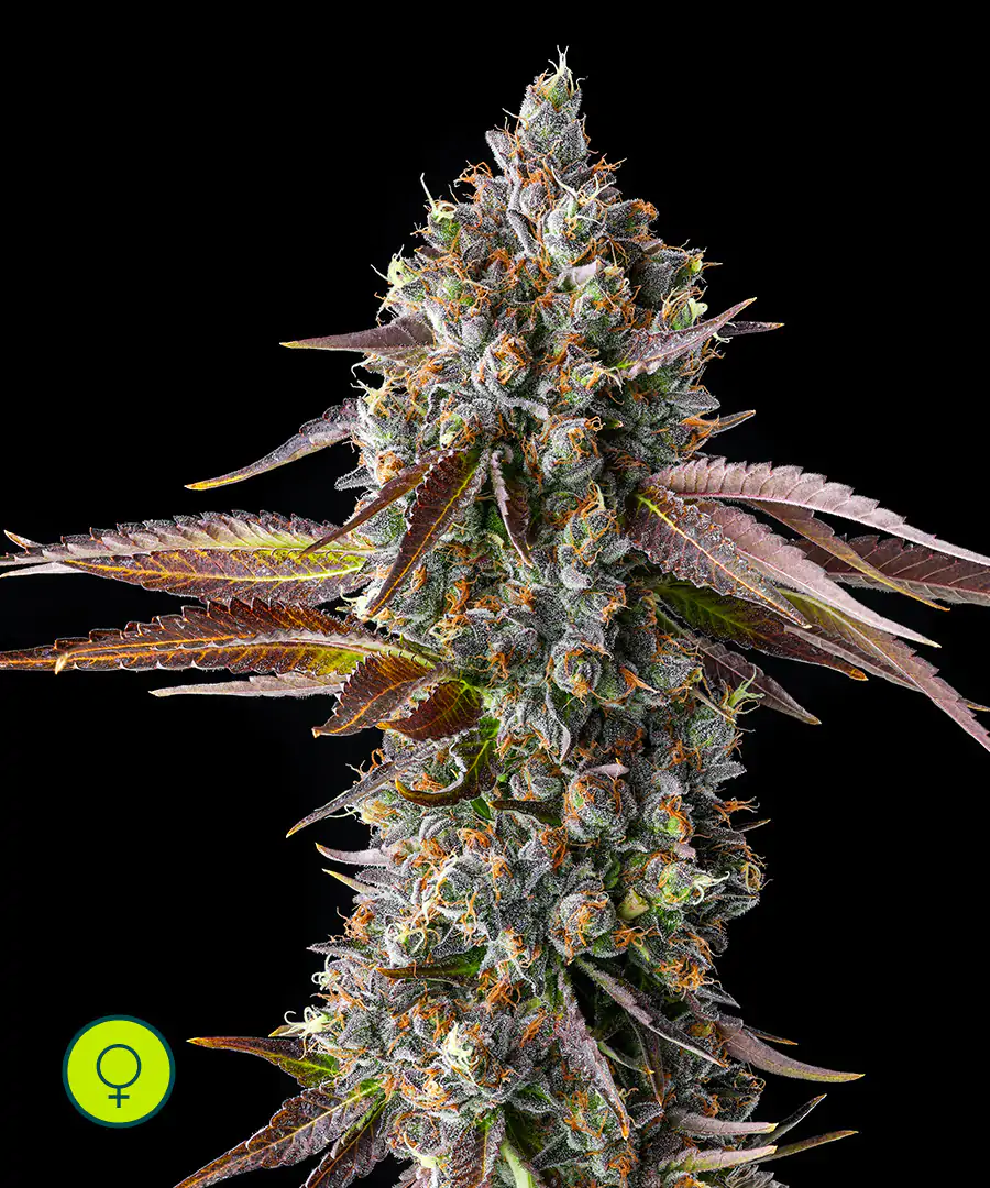 Strawberry Skrilla Compound Genetics