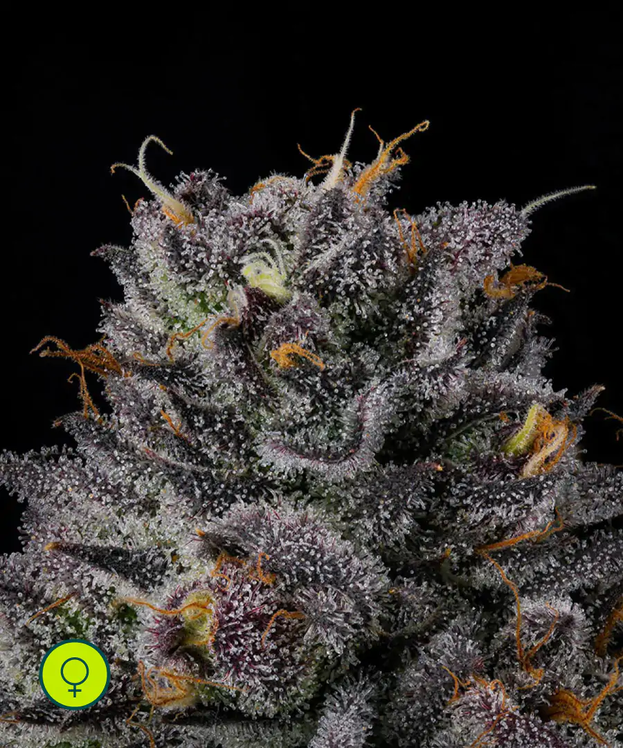 Route 65 - Wizard Trees - Netseeds