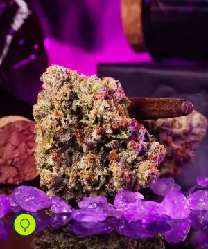 Wizard Fuel - Wizard Fuel x Burning - Netseeds