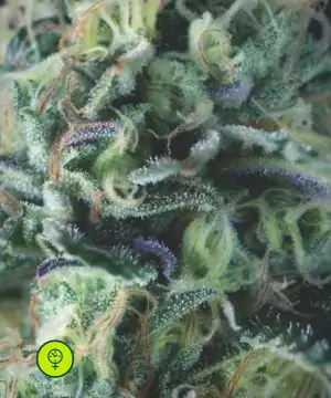 AUTO Cookies USA