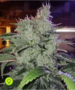 Chem_Funk R1 Chem_Funk R1