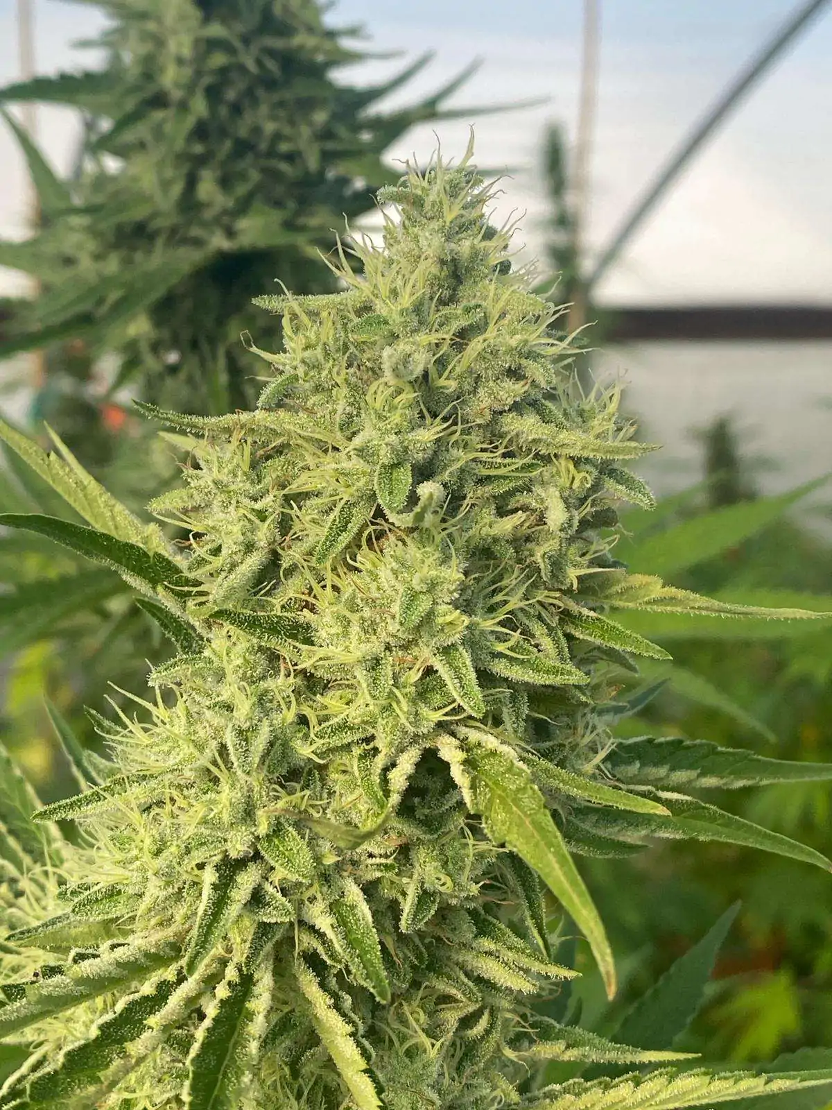 Black Beard - Imagem 3