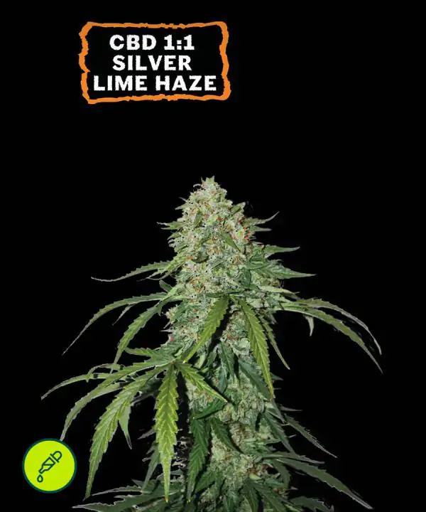 CBD 1_1 Silver Lime Haze Auto