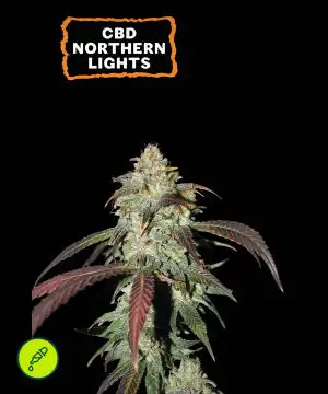 CBD Northern Lights