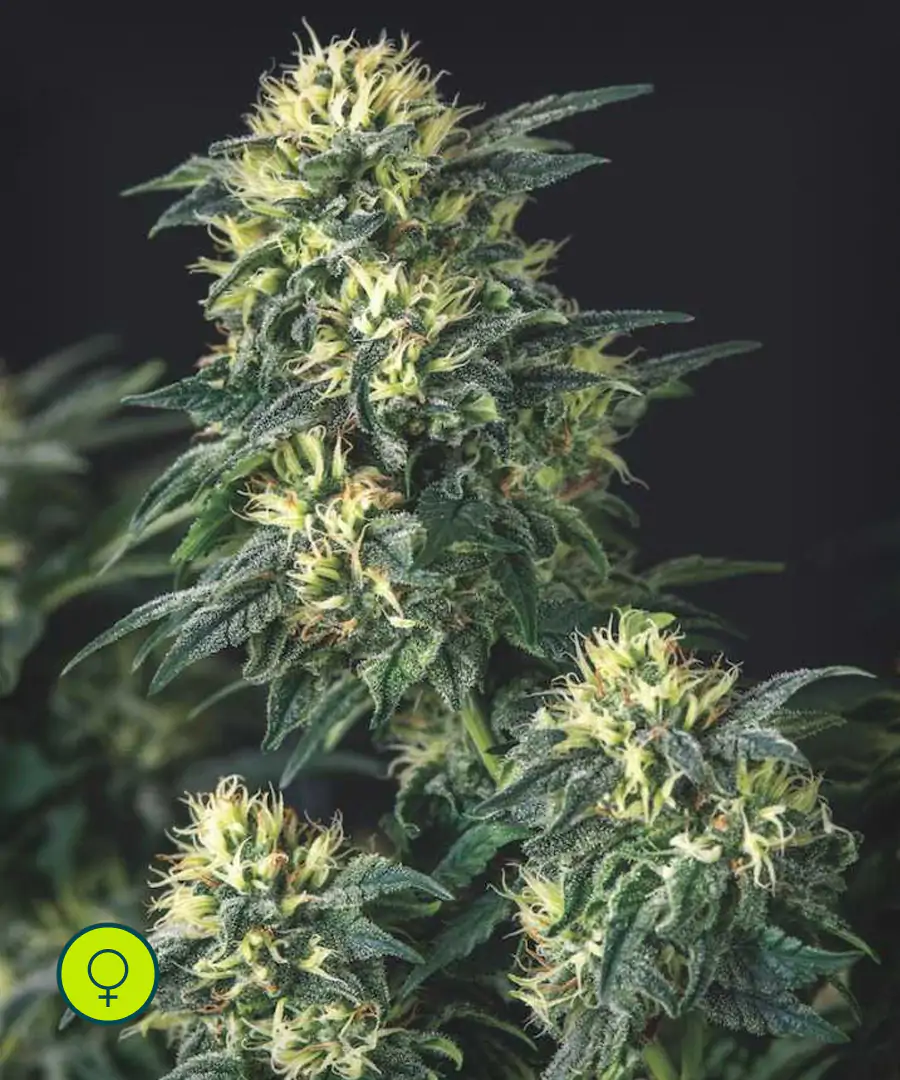 Anesthesia x Runtz