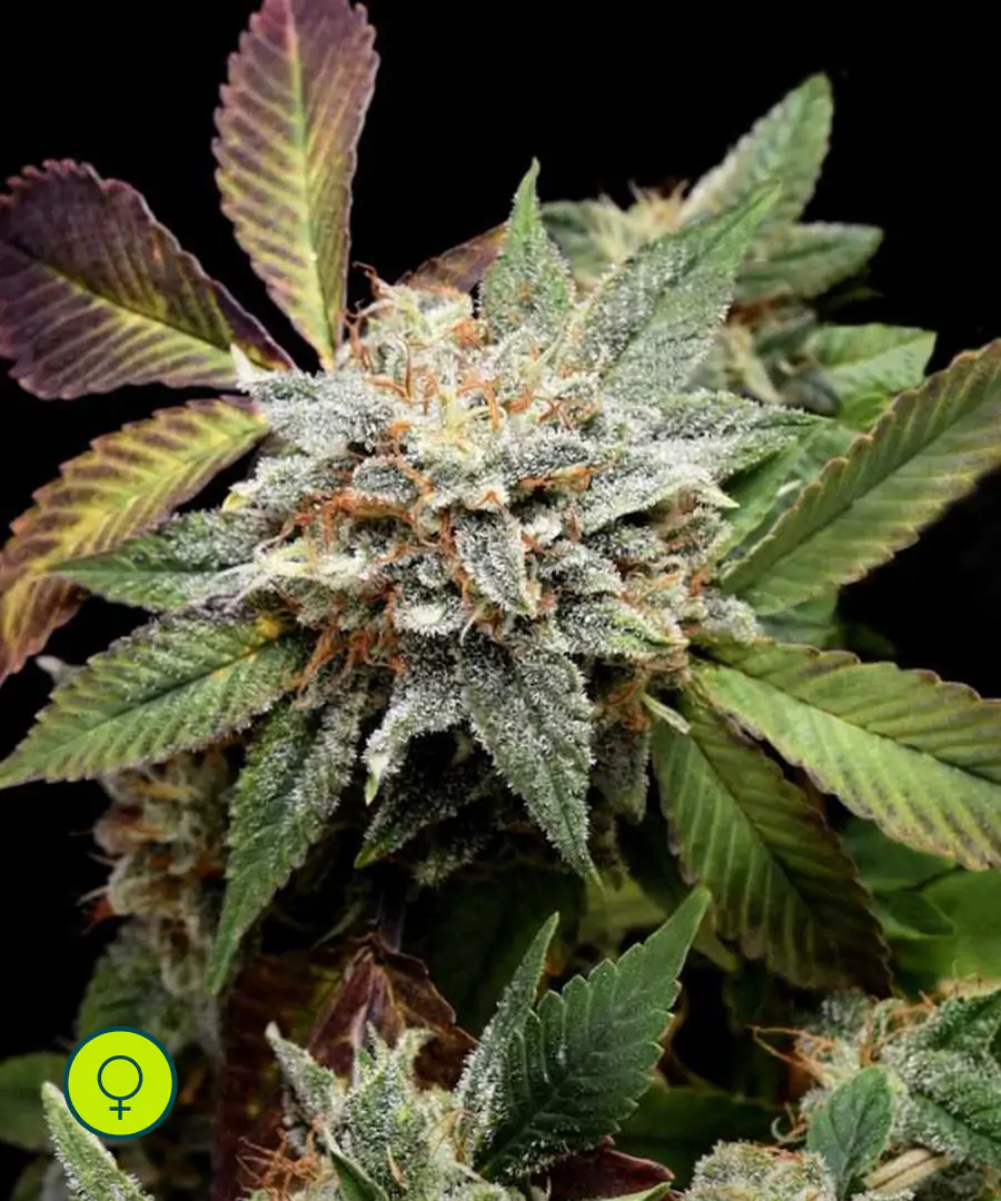 Anubis x Sunset Sherbet