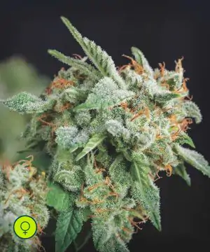 Northern Lights x Runtz