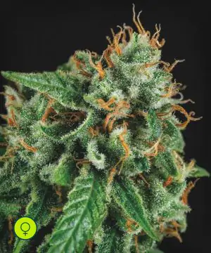 Tutankhamon x Gorila Glue