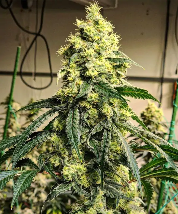 Sour G R1 - plant